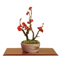 Japan Plant Shop – Chinese Quince Bonsai