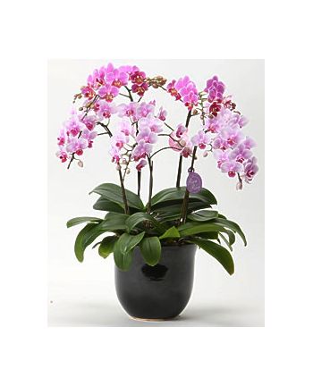 send phalaenopsis orchid to japan